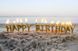 Свічки д. торту "HAPPY BIRTHDAY" 13шт. ЗОЛОТІ